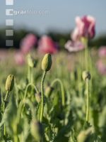 Graumohn Blüte 25