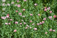 Graumohn Blüte 24