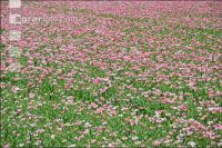 Graumohn Blüte 23