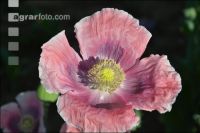 Graumohn Blüte 22