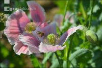 Graumohn Blüte 21