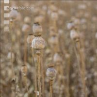 Graumohn Ernte 5