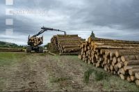 Forwarder Käferholz 16