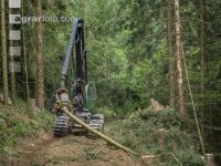 Bark beetle damage 156