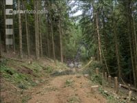 Bark beetle damage 155