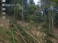 Bark beetle damage 154