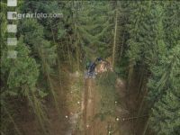 Bark beetle damage 150