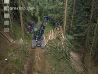 Bark beetle damage 148
