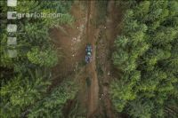 Bark beetle damage 147