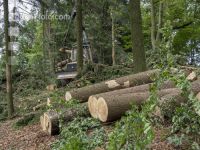Harvester Käferholz 35