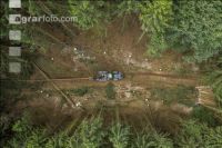 Bark beetle damage 144