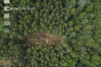 Bark beetle damage 142