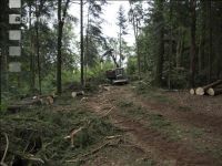 Harvester Käferholz 31