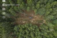 Bark beetle damage 140