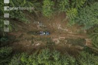 Bark beetle damage 139