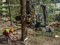 Bark beetle damage 138