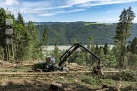 Harvester Käferholz 27