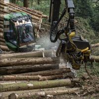 Bark beetle damage 132