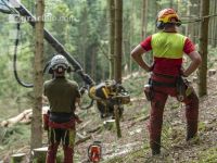 Bark beetle damage 131