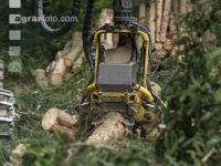 Bark beetle damage 124