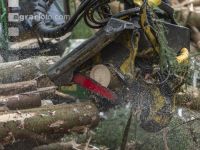 Bark beetle damage 122
