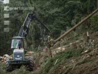 Harvester Käferholz 11