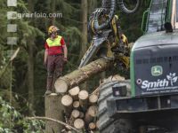 Bark beetle damage 119