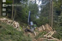 Bark beetle damage 115
