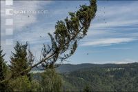 Bark beetle damage 110