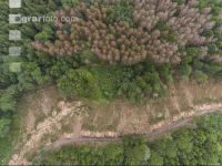 Bark beetle damage 107