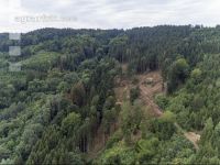 Bark beetle damage 106