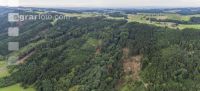 Bark beetle damage 105