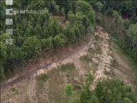 Bark beetle damage 104