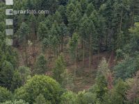 Bark beetle damage 103