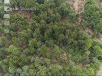 Bark beetle damage 102