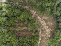 Bark beetle damage 101
