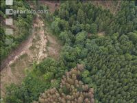 Bark beetle damage 100