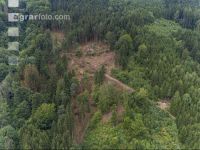 Bark beetle damage 99