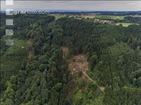 Bark beetle damage 98