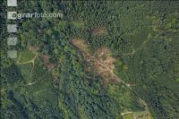 Bark beetle damage 96