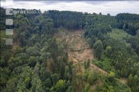 Bark beetle damage 95