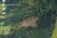 Bark beetle damage 94