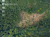 Bark beetle damage 93