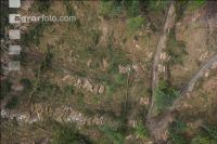Bark beetle damage 92