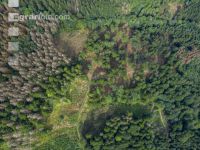 Bark beetle damage 91