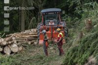 Bark beetle damage 89