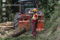 Bark beetle damage 88