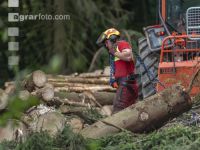 Bark beetle damage 87