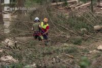 Bark beetle damage 86