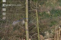 Bark beetle damage 83